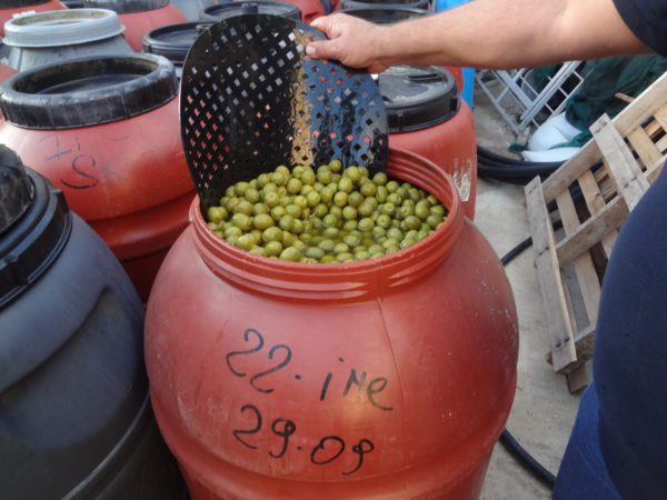 Brining Olives